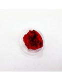 Rosa Inglesa Preservada