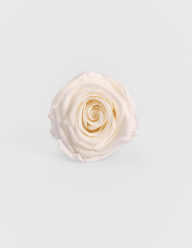 Bouton (Têtes) de Rose Stabilisée Kiara