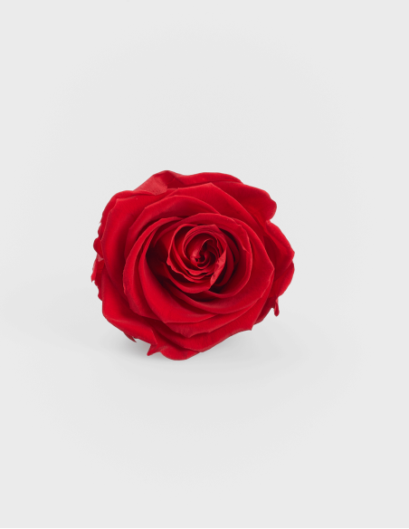 Cabeza Rosas Preservadas Kiara