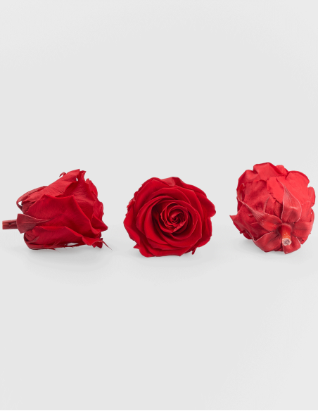 Têtes de Rose Stabilisée Kiara