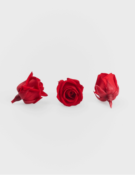 Rosa Preservada Super Petite Blanca (12 Unds.)