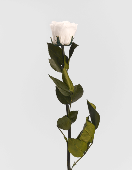 Rose Stabilisée Kiara avec Tige 35 cm | Ideefleur SL