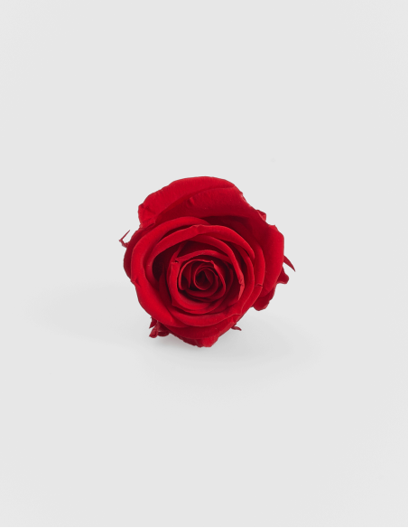 Petites têtes de Roses Stabilisées ou Eternelles. (9 Unités) | Ideefleur SL