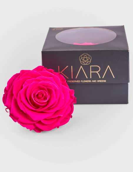 Roses Stabilisées Solitaire 10 cm | Ideefleur SL