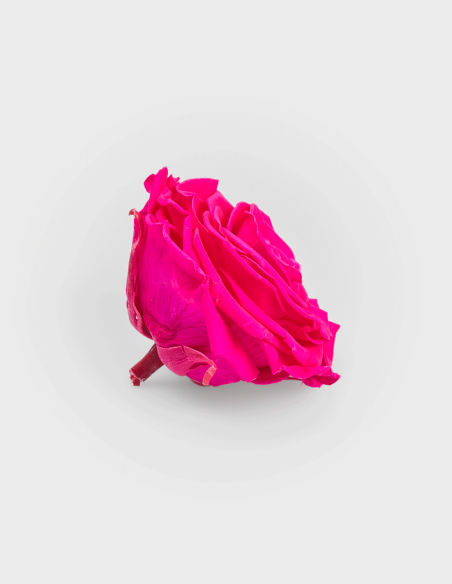 Roses Stabilisées Solitaire 10 cm | Ideefleur SL