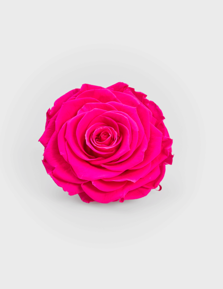 Roses Stabilisées Solitaire 10 cm | Ideefleur SL