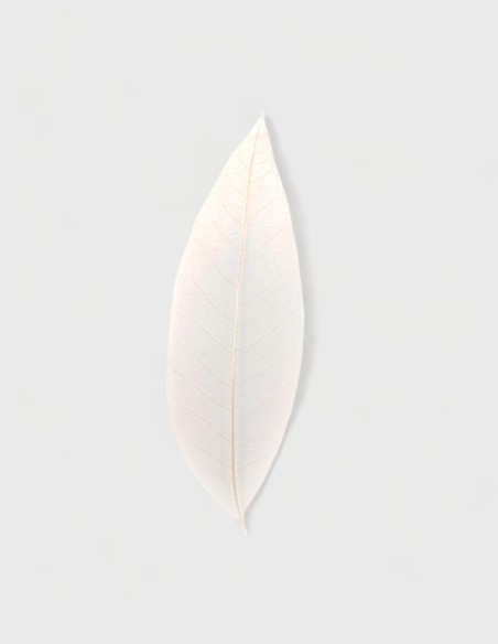 Feuille Skeleton Naturelle (100 unités.)