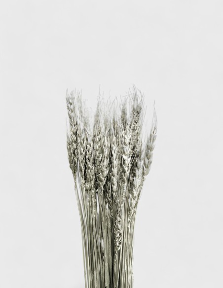 Ornement Épi de Blé - Naturelles séchées.