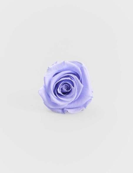Rose Stabilisée Kiara avec Tige 55 cm | Ideefleur SL