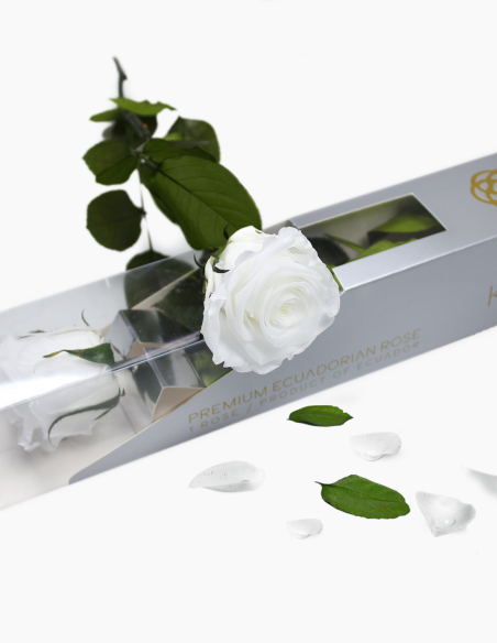 Rosa Preservada con Tallo 30 Cm