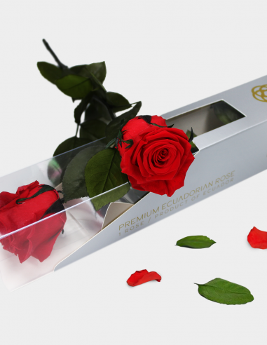 Rosa Preservada con Tallo 30 Cm