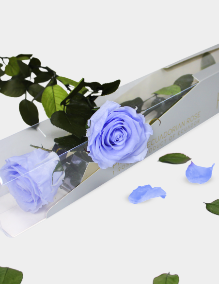 Kiara Konservierte Rose mit Stiel, 55 cm