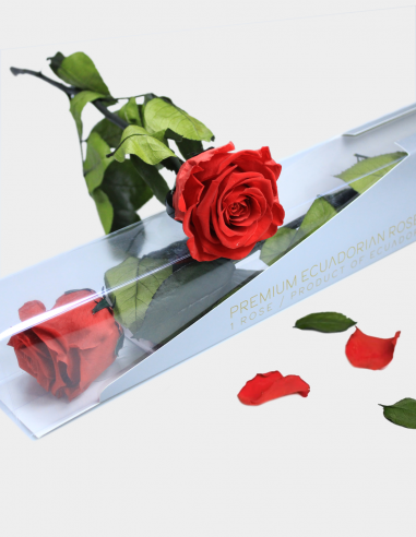 Rosa Preservada con Tallo Kiara
