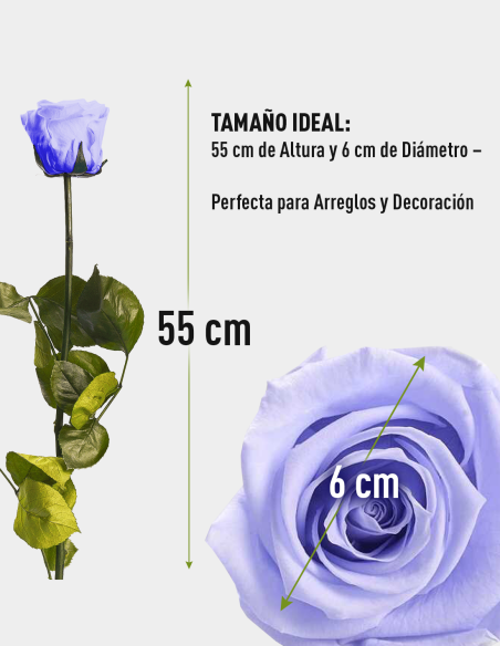 Rose Stabilisée Kiara avec Tige 55 cm | Ideefleur SL