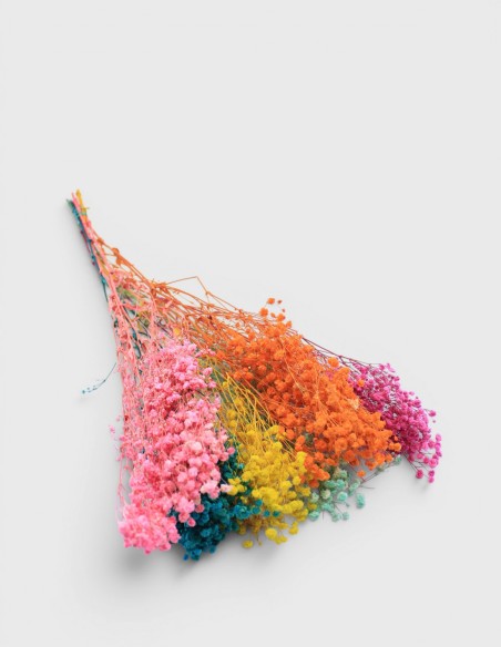 Gypsophile Stabilisée