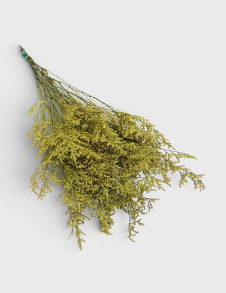 Limonium Stabilisée Lover Grass