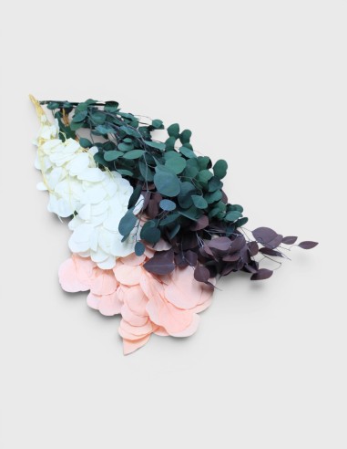 Eucalyptus Préservé