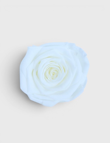 Bouton (Têtes) de Rose Stabilisée Lovebay